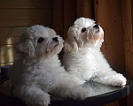 Собаки в Москве: Щенки Бишон фризе Мальчик, 45 000 руб. - фото 2