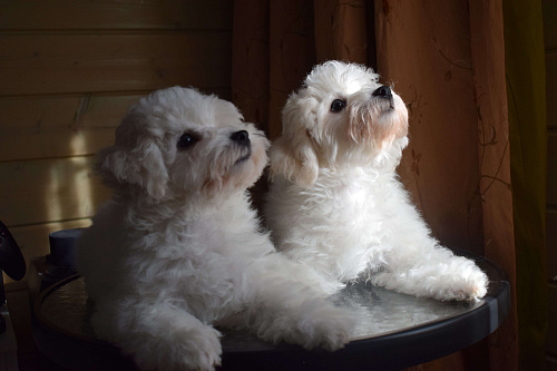 Щенки Бишон фризе