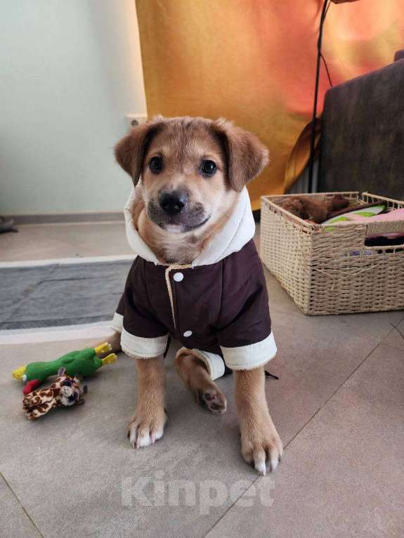 Собаки в Звенигороде: девочка Дана Девочка, Бесплатно - фото 1