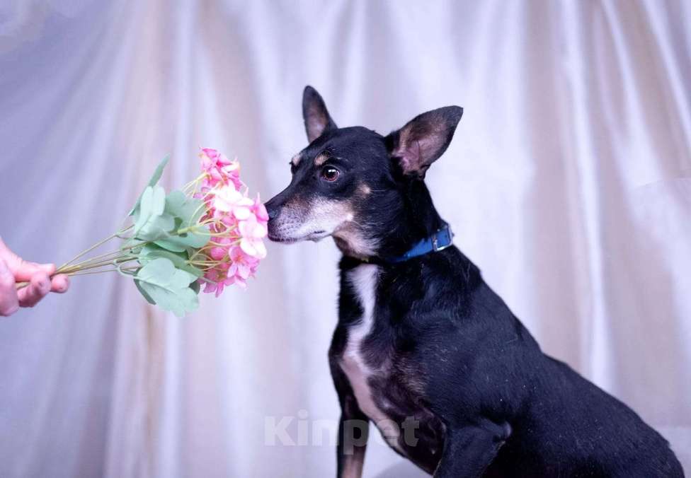 Собаки в Москве: Той терьер метис в дар Девочка, Бесплатно - фото 10