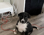 Собаки в Иркутске: Отдам бесплатно щенков  Мальчик, Бесплатно - фото 7