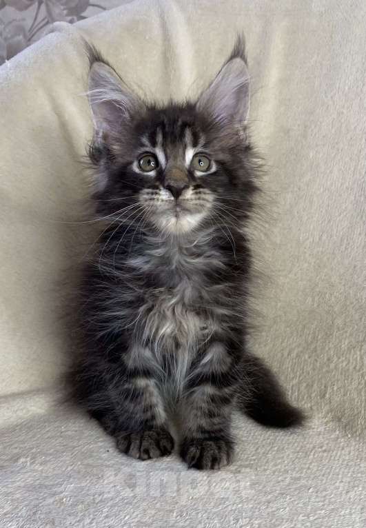 Кошки в Дмитрове: Черный мраморный мальчик мейн кун Мальчик, 40 000 руб. - фото 3