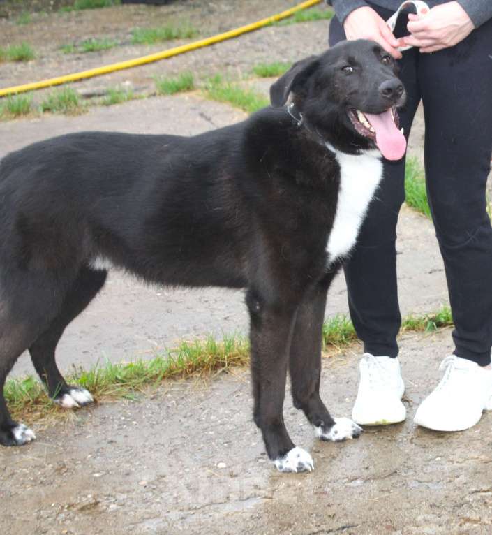 Собаки в Москве: Собака-компаньон Туман мечтает о семье и доме!!! Мальчик, Бесплатно - фото 8