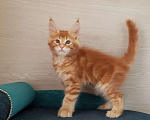 Кошки в Москве: Мейн-Кун котята Разнополые, Бесплатно - фото 7