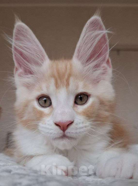 Кошки в Геленджике: Продаётся котёнок мейн-кун, мальчик, яркий рыжий окрас d 03 22, из питомника EdenLight (Геленджик) Мальчик, 50 000 руб. - фото 9