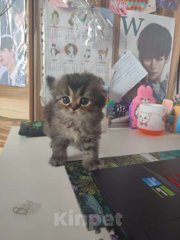 Кошки в Глазове: Хайленд-фолд длиношерстрый шотландский мальчик  Мальчик, 5 000 руб. - фото 6