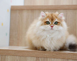 Кошки в Владивостоке: Британский длинношерстный котенок Мальчик, 100 000 руб. - фото 2
