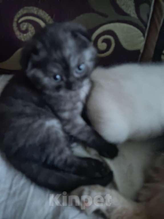 Кошки в Тамбове: Милая Чернушка  Девочка, 2 500 руб. - фото 1