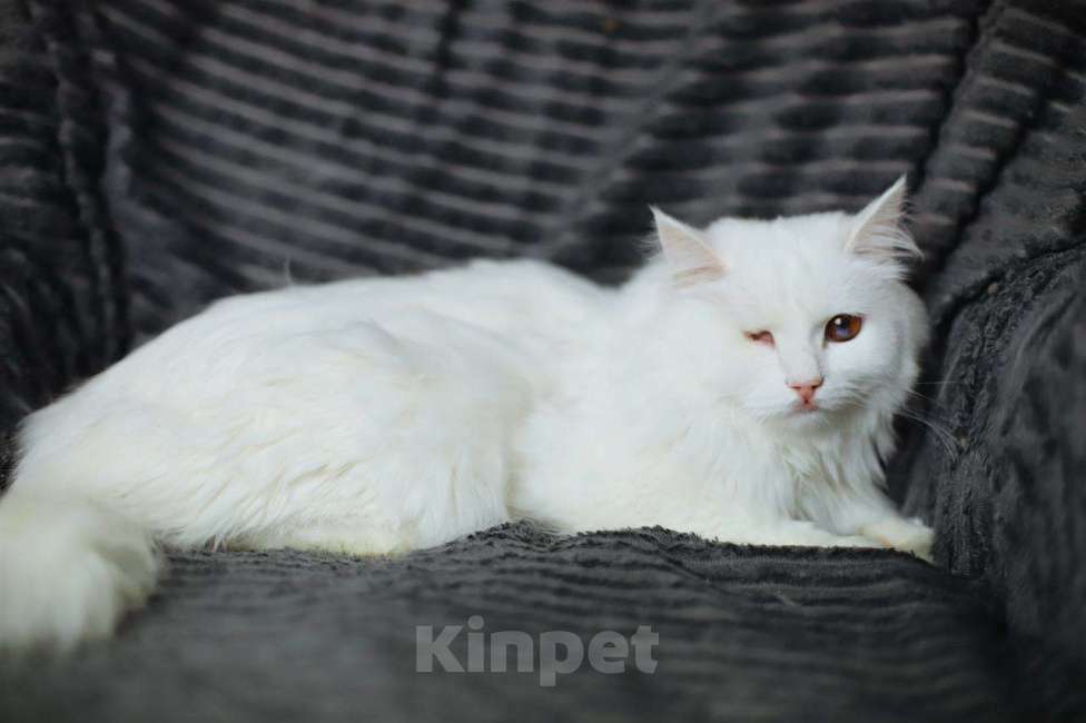 Кошки в Балашихе: Сапфир Мальчик, Бесплатно - фото 4