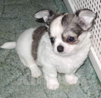 Собаки в Санкт-Петербурге: чихуахуа мальчик Мальчик, 50 000 руб. - фото 2