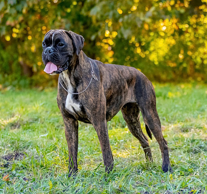 Немецкий боксер