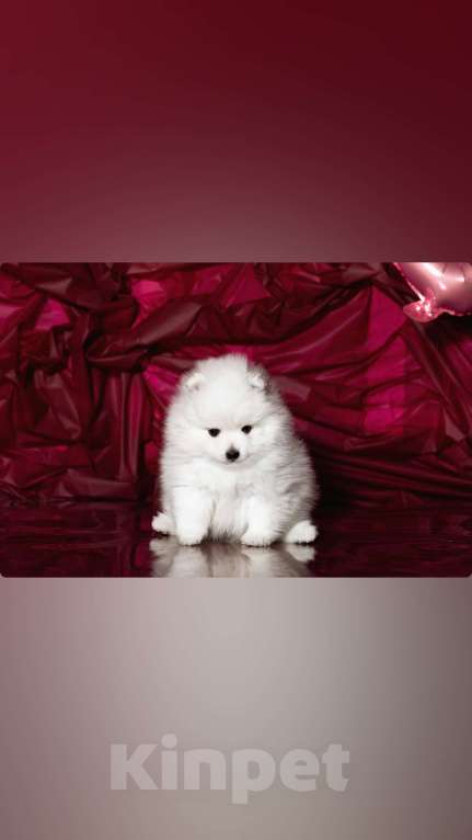 Собаки в Новосибирске: Щенки японского шпица Мальчик, 80 000 руб. - фото 2