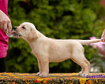Собаки в Москве: Палевый щенок Лабрадора от родителей Чемпионов Девочка, Бесплатно - фото 6