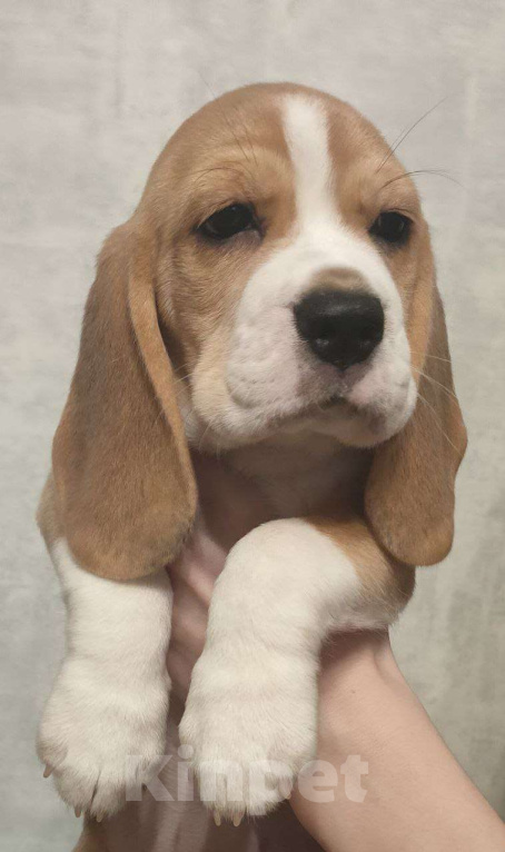 Собаки в Котласе: Щенки бигля Девочка, 50 000 руб. - фото 1