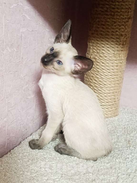 Кошки в Екатеринбурге: Ориентальные котята Разнополые, 20 000 руб. - фото 5