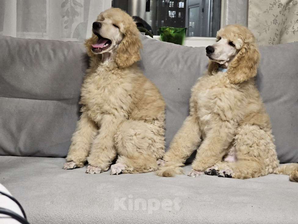 Собаки в Москве: Идеальный щенок королевского большого пуделя Мальчик, Бесплатно - фото 7