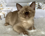 Кошки в Москве: Бурманский котёнок в шоколадном окрасе  Мальчик, 80 000 руб. - фото 4