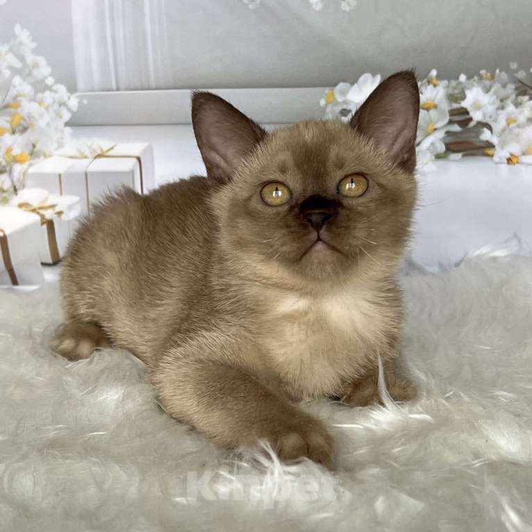 Кошки в Москве: Бурманский котёнок в шоколадном окрасе  Мальчик, 80 000 руб. - фото 4