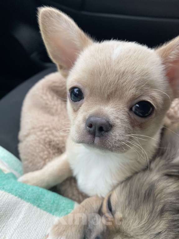 Собаки в Москве: Умка Девочка, Бесплатно - фото 4