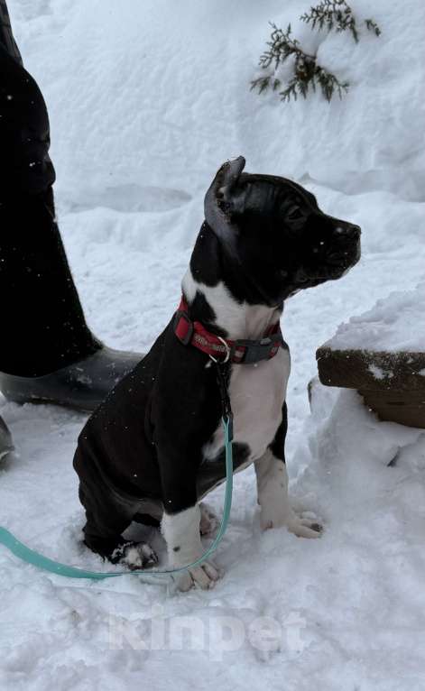 Собаки в Москве: Щенок американского стаффордширского терьера! Мальчик, 60 000 руб. - фото 3