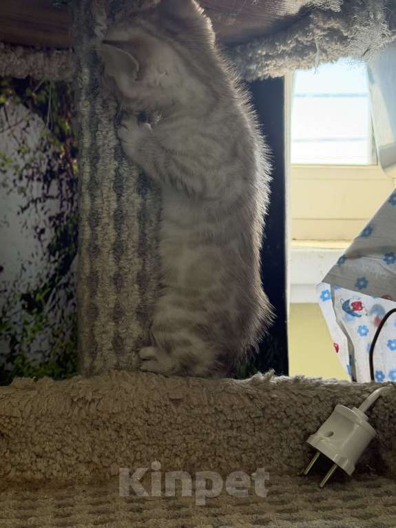 Кошки в Москве: Бенгальские котята Мальчик, 45 000 руб. - фото 2