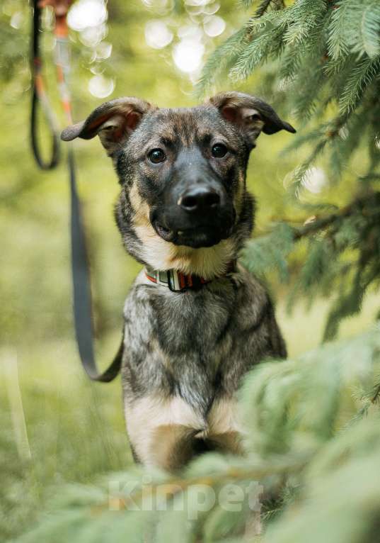 Собаки в Москве: Щенок Леха - очень нужен дом!  Мальчик, Бесплатно - фото 3