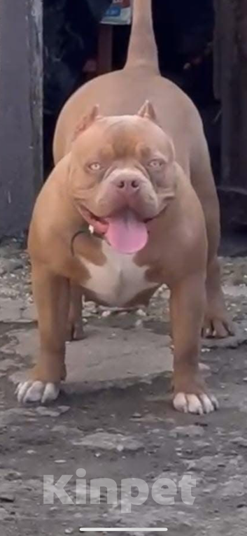 Собаки в Ставрополе: Щенки Американского Булли Мальчик, 80 руб. - фото 2