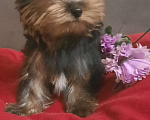 Собаки в Набережных Челнах: Леон,йоркширский терьер Мальчик, 35 000 руб. - фото 5
