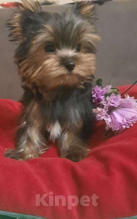 Собаки в Набережных Челнах: Леон,йоркширский терьер Мальчик, 35 000 руб. - фото 5