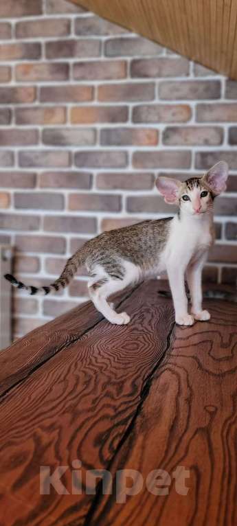 Кошки в Краснодаре: Ориентальный котёнок Мальчик, 65 000 руб. - фото 1