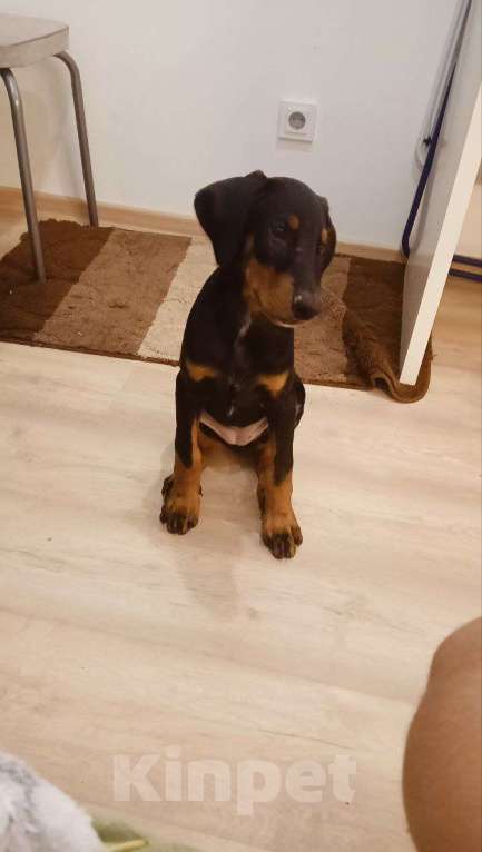 Собаки в Санкт-Петербурге: Ваша мечта в чёрном с подпалом! Девочка, 35 000 руб. - фото 3