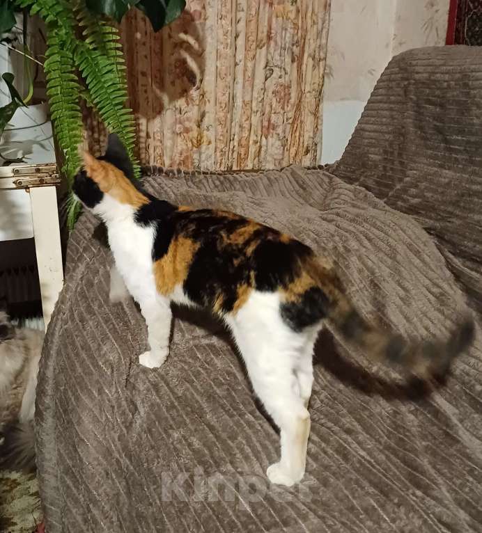 Кошки в Москве: Кошечка-подросток ищет дом Девочка, Бесплатно - фото 4