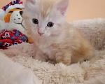 Кошки в Калуге: Котята породы Курильский бобтейл Мальчик, 40 000 руб. - фото 8