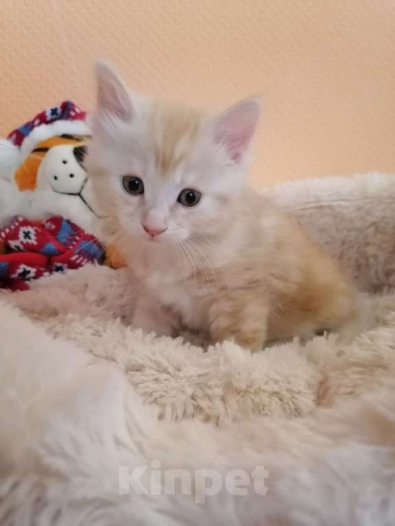 Кошки в Калуге: Котята породы Курильский бобтейл Мальчик, 40 000 руб. - фото 8