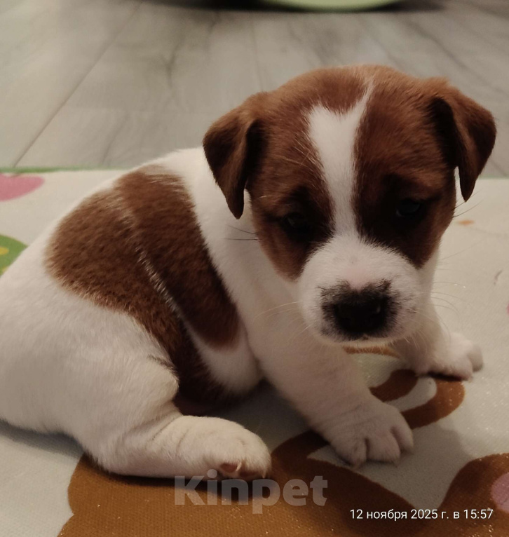 Собаки в Мытищах: Джек Рассел терьер Аврора Девочка, 100 000 руб. - фото 1