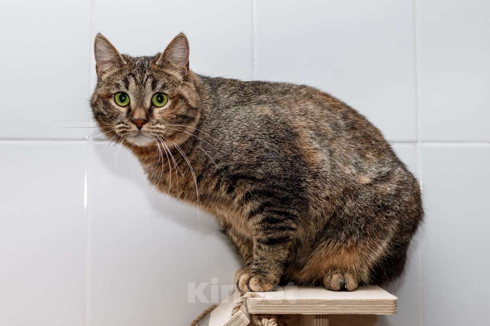 Кошки в Москве: В самые добрые руки Девочка, Бесплатно - фото 7