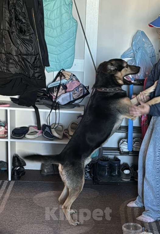 Собаки в Москве: Носик ищет дом Мальчик, Бесплатно - фото 6