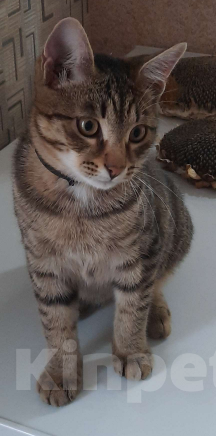 Кошки в Ачинске: Пропал кот, кострат, ищу неделю Мальчик, 5 000 руб. - фото 2