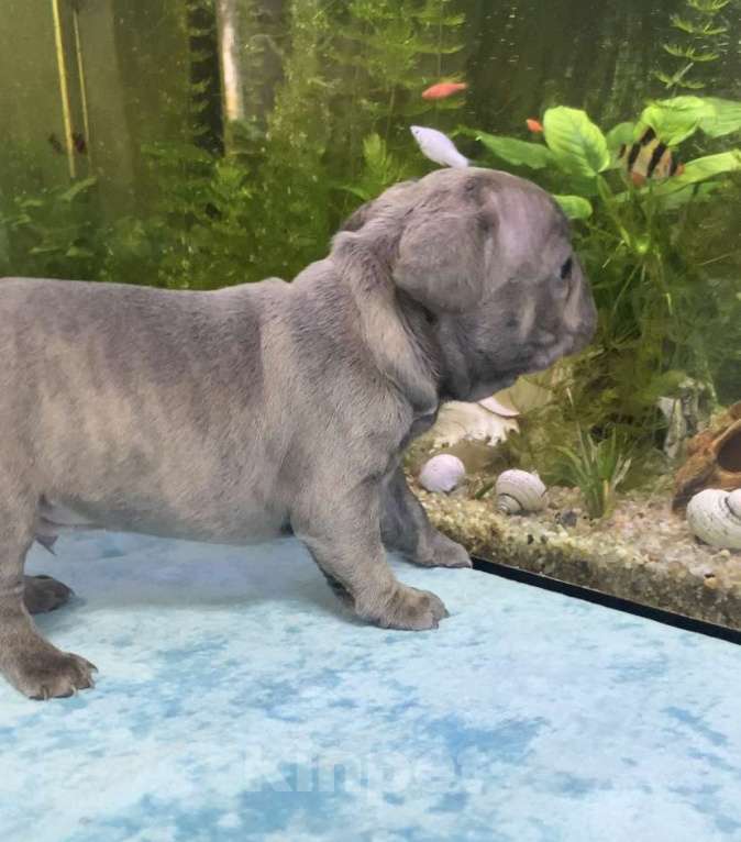 Собаки в Нижнем Новгороде: Продажа щенков французского бульдога  Девочка, Бесплатно - фото 2