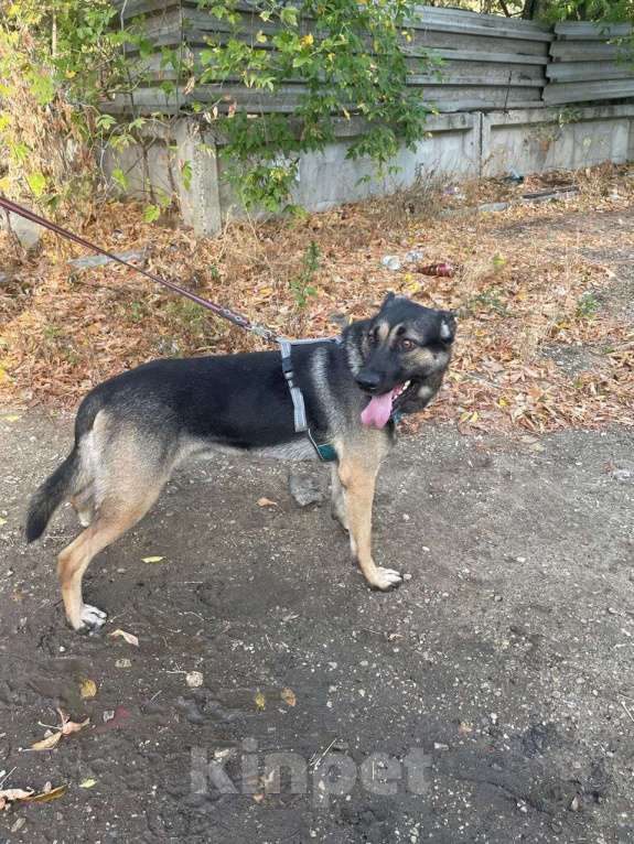 Собаки в Москве: Один ищет любящую семью  Мальчик, Бесплатно - фото 8