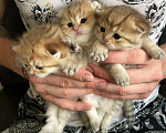 Кошки в Москве: Котята вислоухой золотистой шиншиллы  Девочка, 30 000 руб. - фото 3