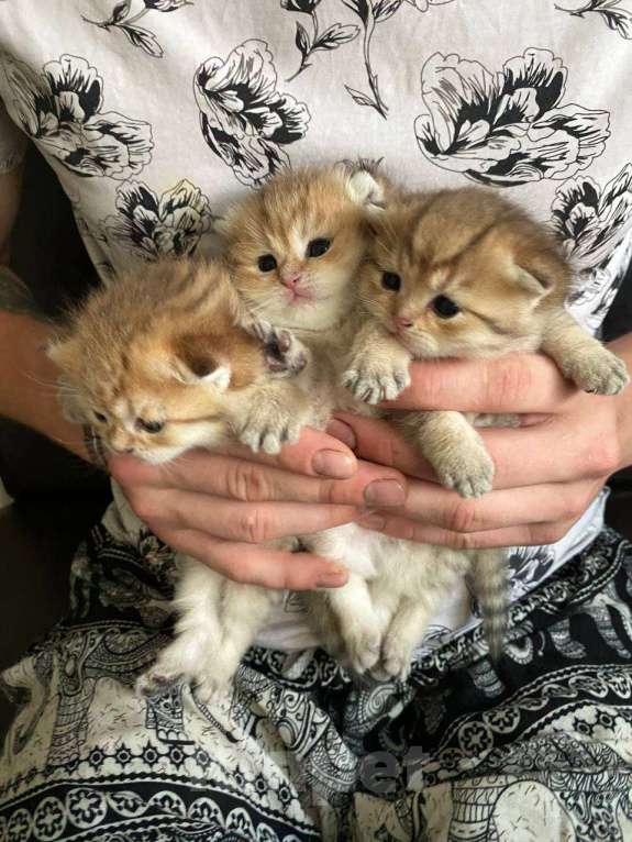 Кошки в Москве: Котята вислоухой золотистой шиншиллы  Девочка, 30 000 руб. - фото 3