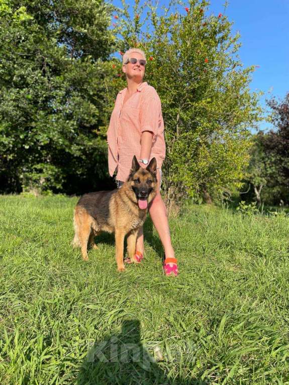 Собаки в других городах Краснодарского края: Ральф немец в дар чипирован кастрирован возможна доставка Мальчик, Бесплатно - фото 6