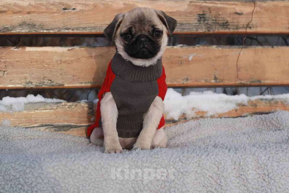 Собаки в Екатеринбурге: Мопс девочка красоточка Девочка, 35 000 руб. - фото 1