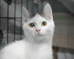 Кошки в Санкт-Петербурге: Ласковый игривый малышок Мальчик, Бесплатно - фото 5