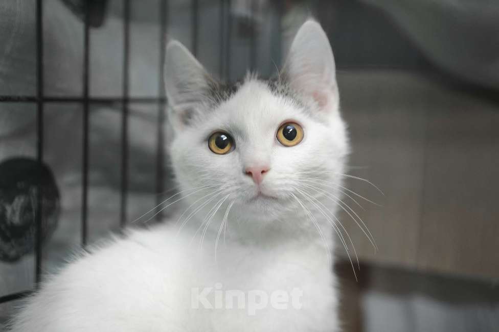 Кошки в Санкт-Петербурге: Ласковый игривый малышок Мальчик, Бесплатно - фото 5