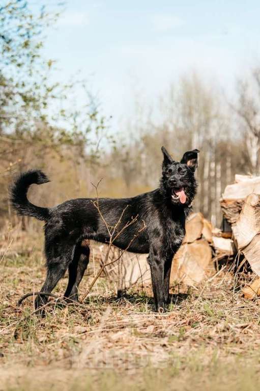 Собаки в Москве: Заберите меня, пожалуйста Мальчик, 1 руб. - фото 5