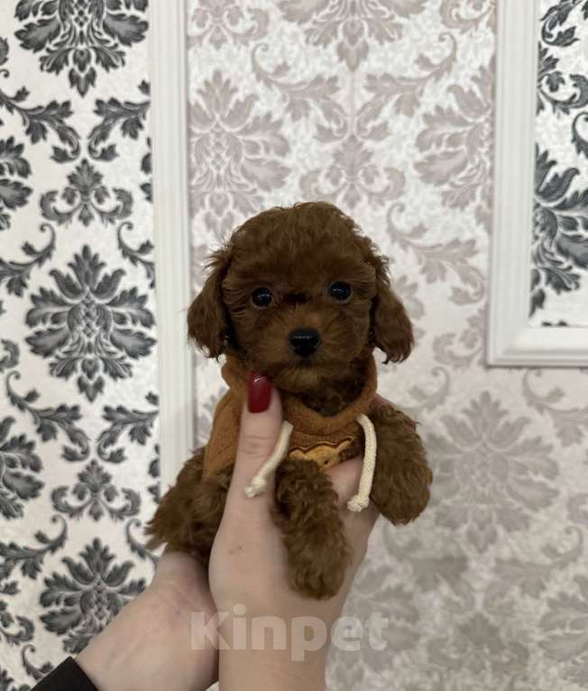 Собаки в Краснодаре: Той-пудель щенок  Девочка, 65 000 руб. - фото 1