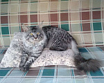 Кошки в Москве: Потерялся кот породы Мейн-Кун Мальчик, 5 000 руб. - фото 2