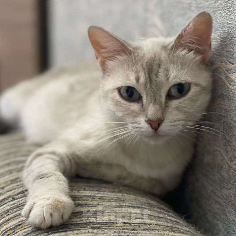 Кошки в Москве: Породистую кошечку выкинули  Девочка, Бесплатно - фото 4